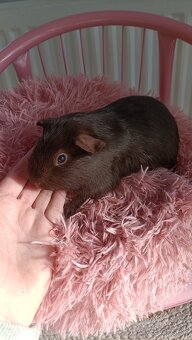 Cistokrvne morča samicky - 6