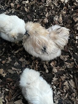 Predám NV hodvábničky - 6