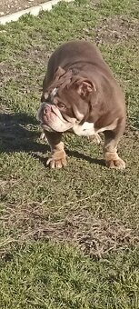 Anglicky buldog - 6