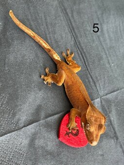 Pagekon riasnaty - samičky - 6