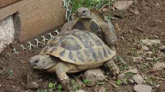 Suchozemská korytnačka- vlastné odchovy 2025 - 6