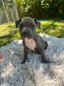 Americký stafordšírsky teriér - Amstaff - 6