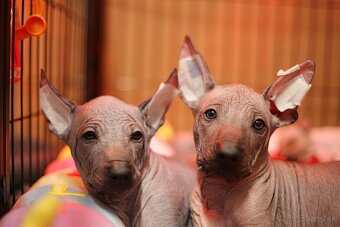 Peruánsky naháč veľký s PP (FCI) - 6