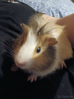 Morské prasiatko - 6