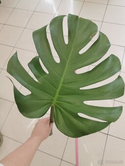 Monstera deliciosa - zakorenená - 6