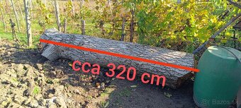 Predam orechovy kmen - 6