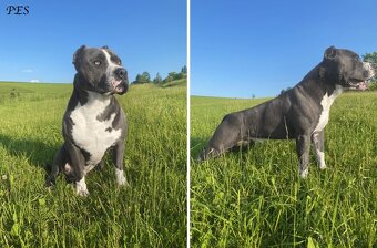 Šteniatka - Americký stafordšírsky teriér (Amstaff, Staford) - 6