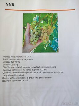 Predám sadenice viniča - 6
