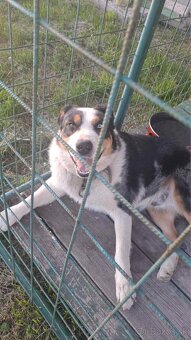 Pastierske šteniatko - 6