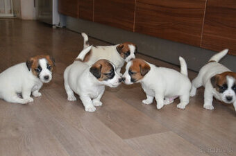 Jack russell teriér - 6