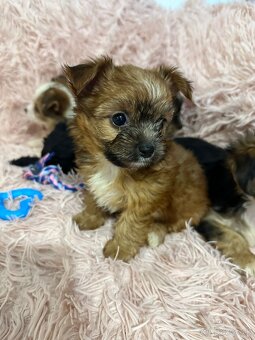 Yorkshirsky terier, York - 6