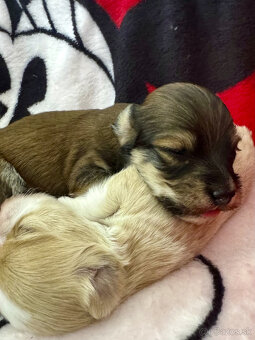 Havanský psík s PP ,Bichon Havanais - 6