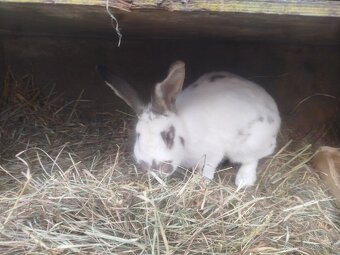 Predám alebo vymením - 6