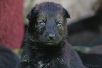Nemecký ovčiak s rodokmeňom šteniatka - 6