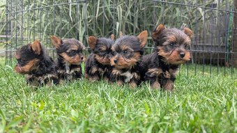 Yorkshire terrier - 6