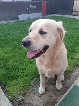 Zlatý retríver – šteniatka - 6