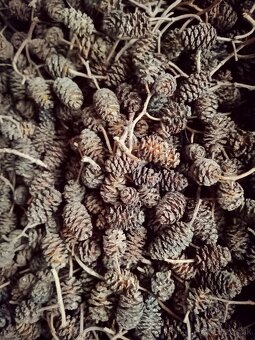 Borovicové šišky - 6