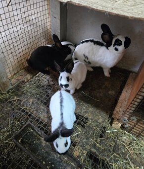 Český strakáč modrý alebo čierny - 6