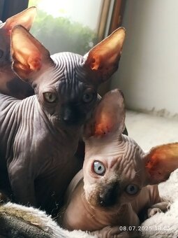 Kanadský sphynx - 6
