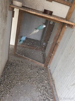 Alexaner maly opalin/h.ch,h.ch violet, modrý - 6