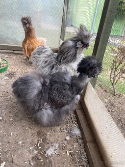 Násadové vajíčka USA hodvábničky - 6