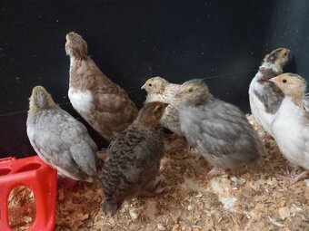 Predám japonské prepelice - 6