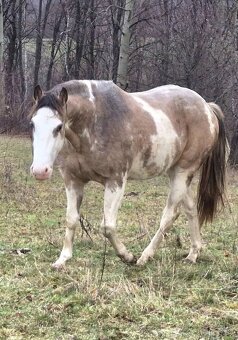 APH APHA PAINT HORSE ŽREBEC pripúšťanie - 6