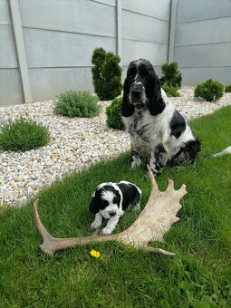 Šteniatko anglicky springer španiel - 6