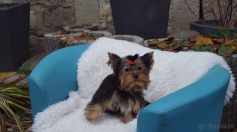 Yorkshire terrier - 6