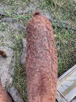 Mangalica červená - 6