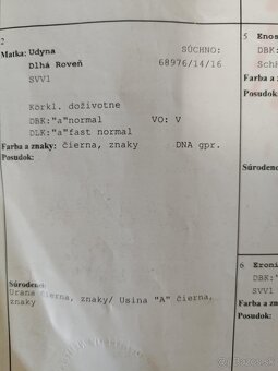 Nemecký ovčiak - 6