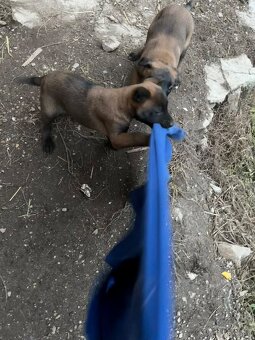 Belgický ovčiak Malinois - 6