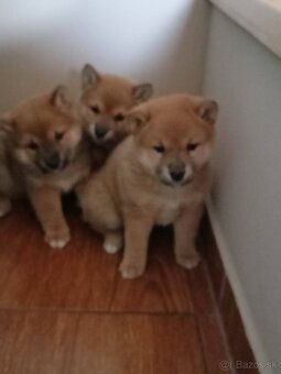 Predám šteniatka Shiba inu - 6