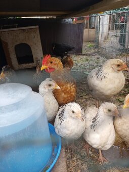 Nasadove vajicka - 6