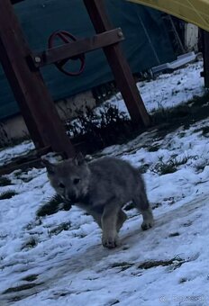 Československý vlčiak - 6