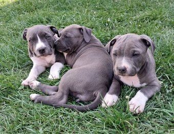 Šteniatka - Americký stafordšírsky teriér (Amstaff, Staford) - 6