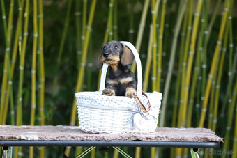 Jazvečík hrubosrstý trpasličí - králičí s PP - 6