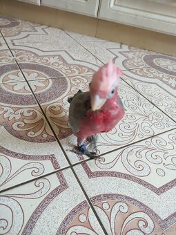 Predam kakadu ruzoveho - 6