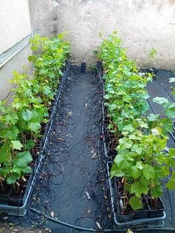 Predám kontajnerované sadenice viniča v ponuke cez 30 odrôd - 6
