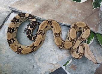 Boa imperator - Anery, Motley, IMG 50% het Sharp Albino - 6