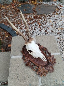 Podložka pod trofej srnca - 6