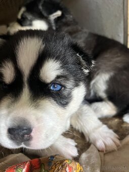 Sibirsky husky - 6
