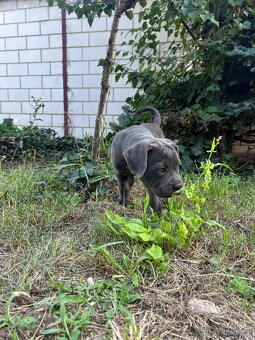 Štěňata Cane Corso - 6