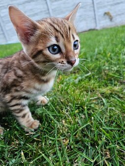 Bengalske maciatka - 6