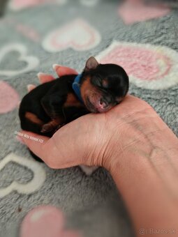 Yorkshire terrier s PP FCI (s preukazom pôvodu/rodokmeňom) - 6