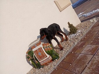 Predam čistokrvných Dobermann šteniatka - 6