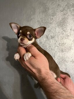 Čivava krátkosrstá s pp fci - 6