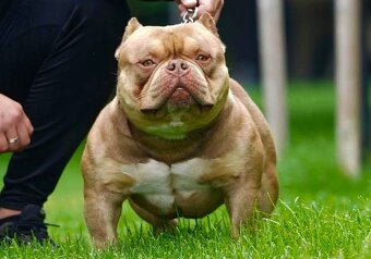 American bully s PP - 6