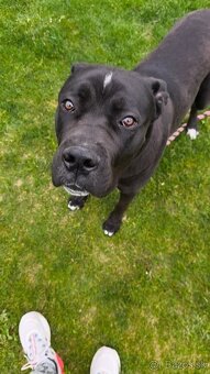 Cane Corso - 6
