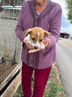 Jack Russell Terrier - 6